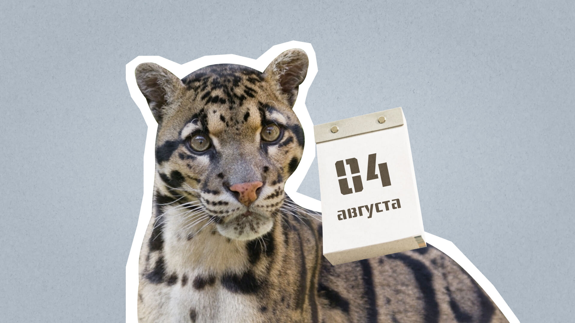 4 августа: какой сегодня праздник отмечают в России и мире?