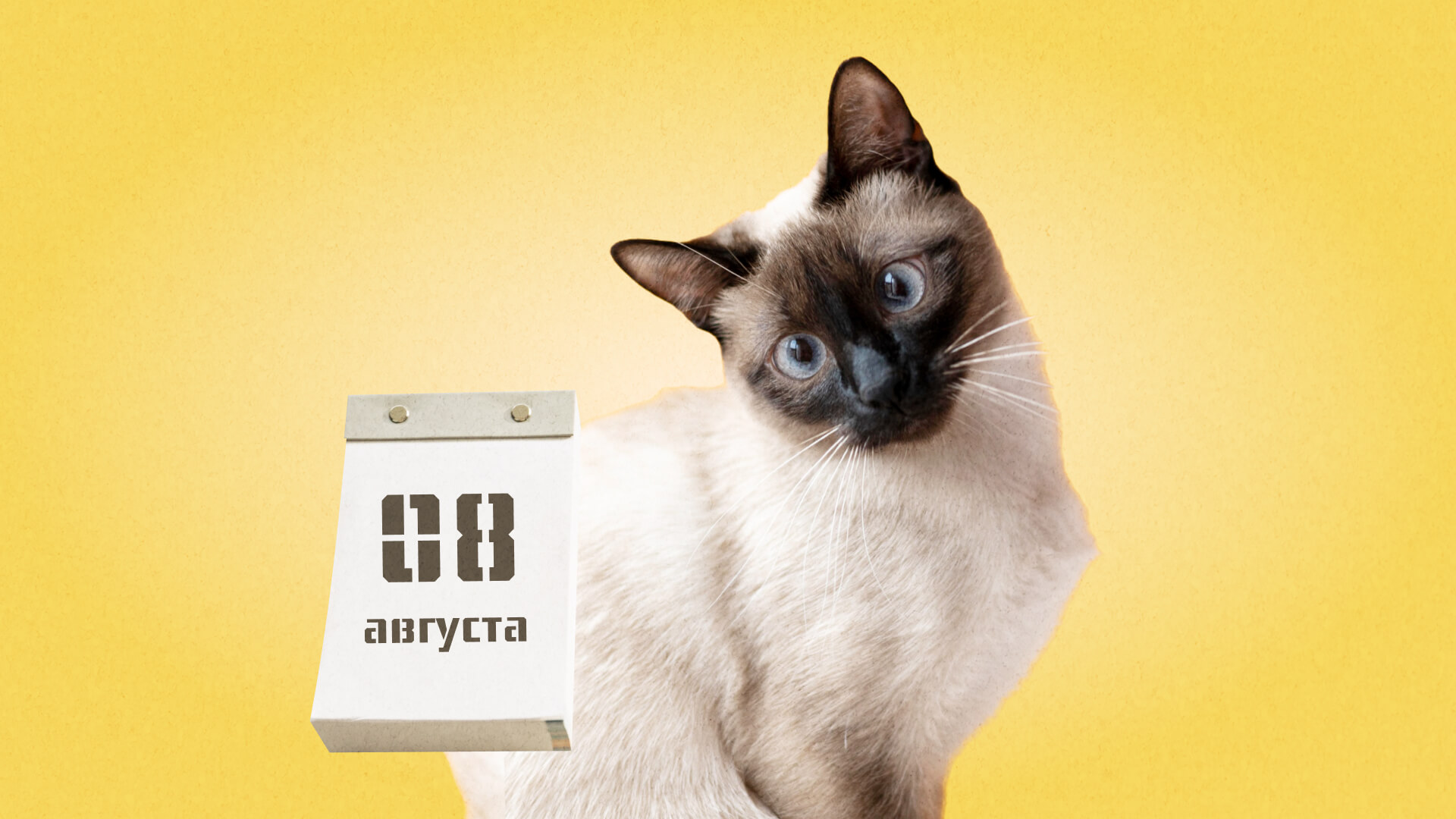 8 августа: какой сегодня праздник отмечают в России и мире?