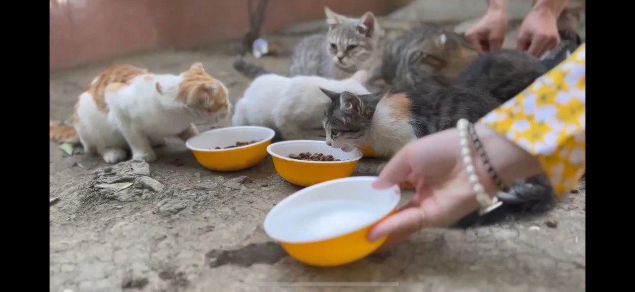 Волонтерская помощь в приюте для животных