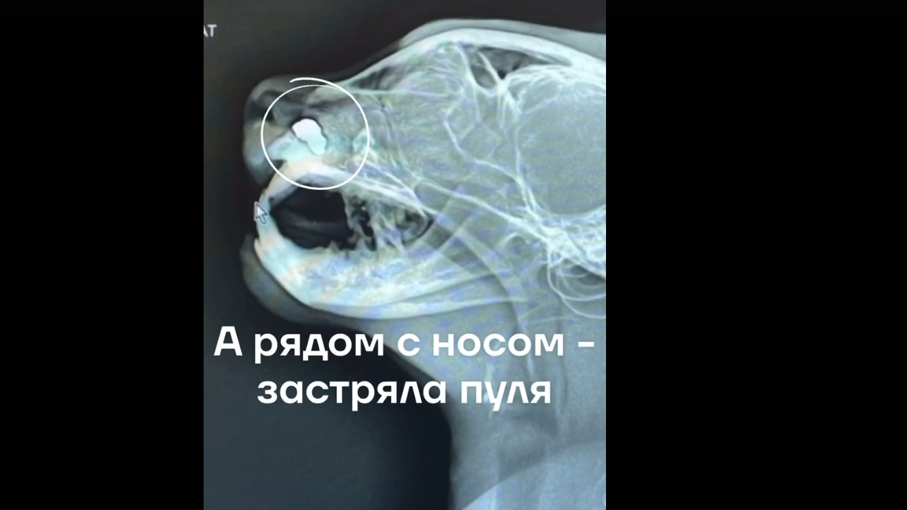 «В носу – пуля, а крови нет»: волонтёры спасли кота с загадочным ранением и червями в ушах