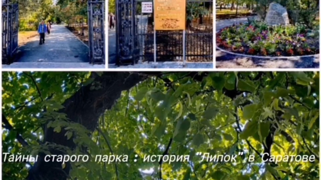 Тайны старого парка: история «Липок» в Саратове
