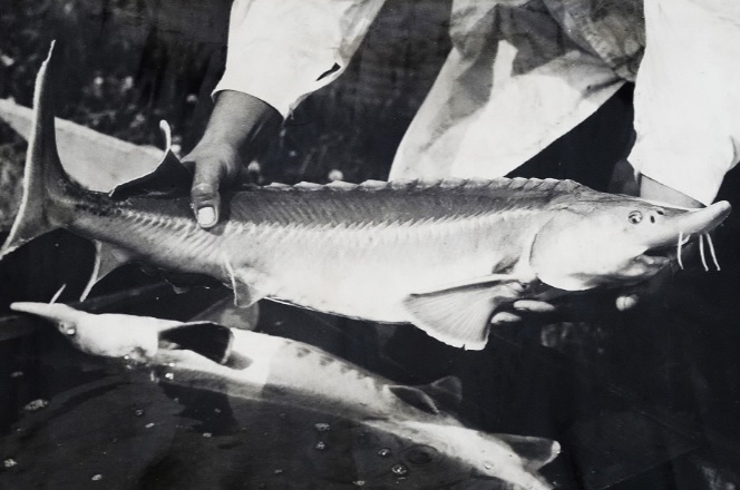 ПЕРВЫЕ ШАГИ АКВАКУЛЬТУРЫ