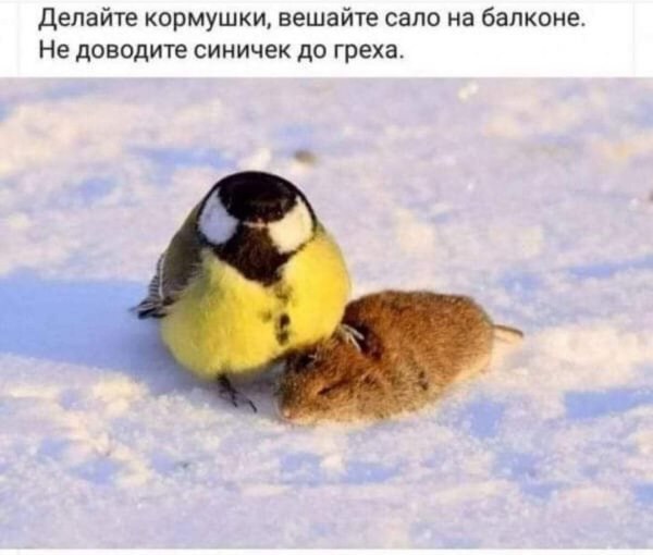 Чик-чирик — кормите птичек, не доводите их до греха :)