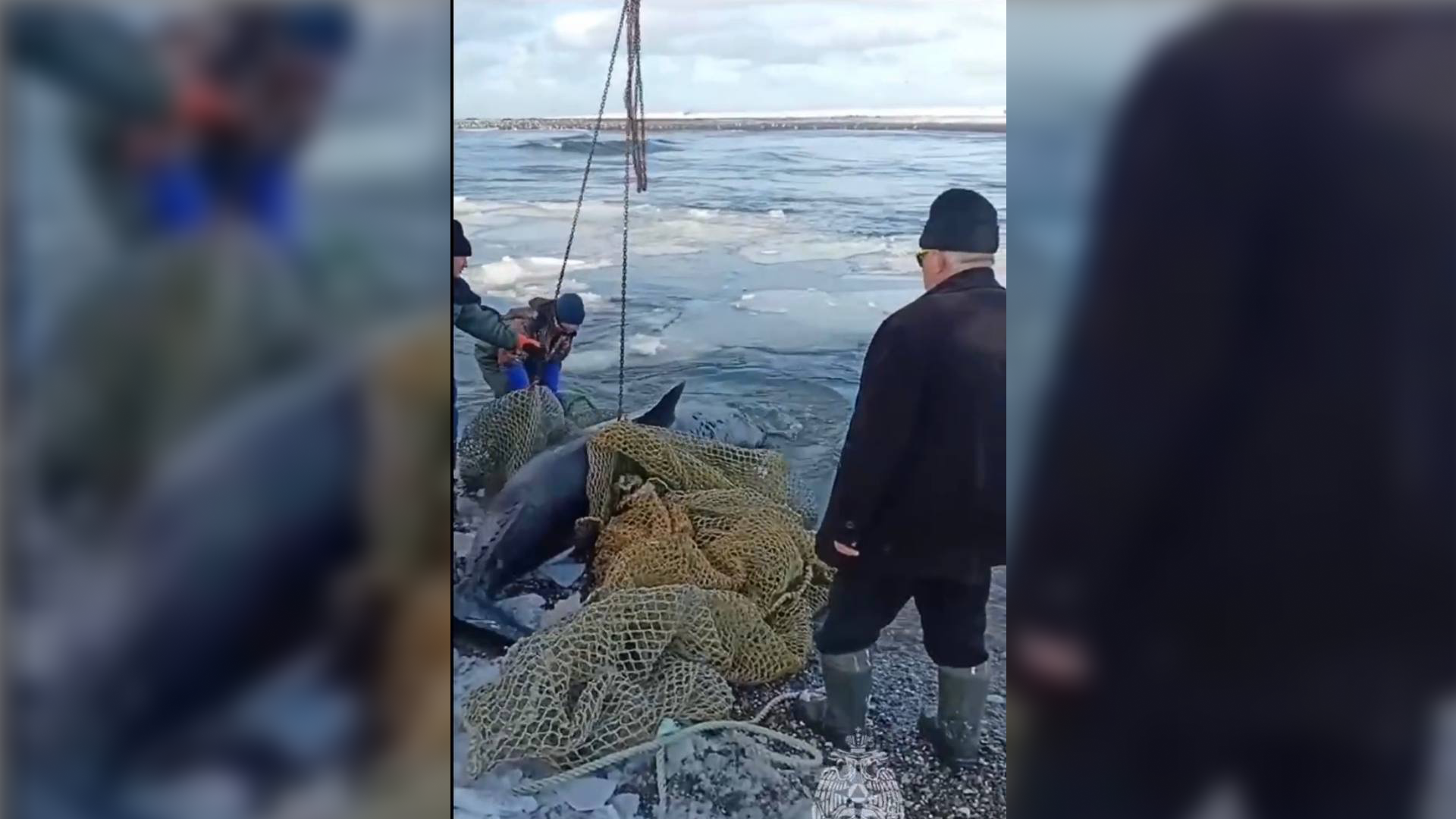 Волонтёры спасли косатку, выброшенную на берег Камчатки