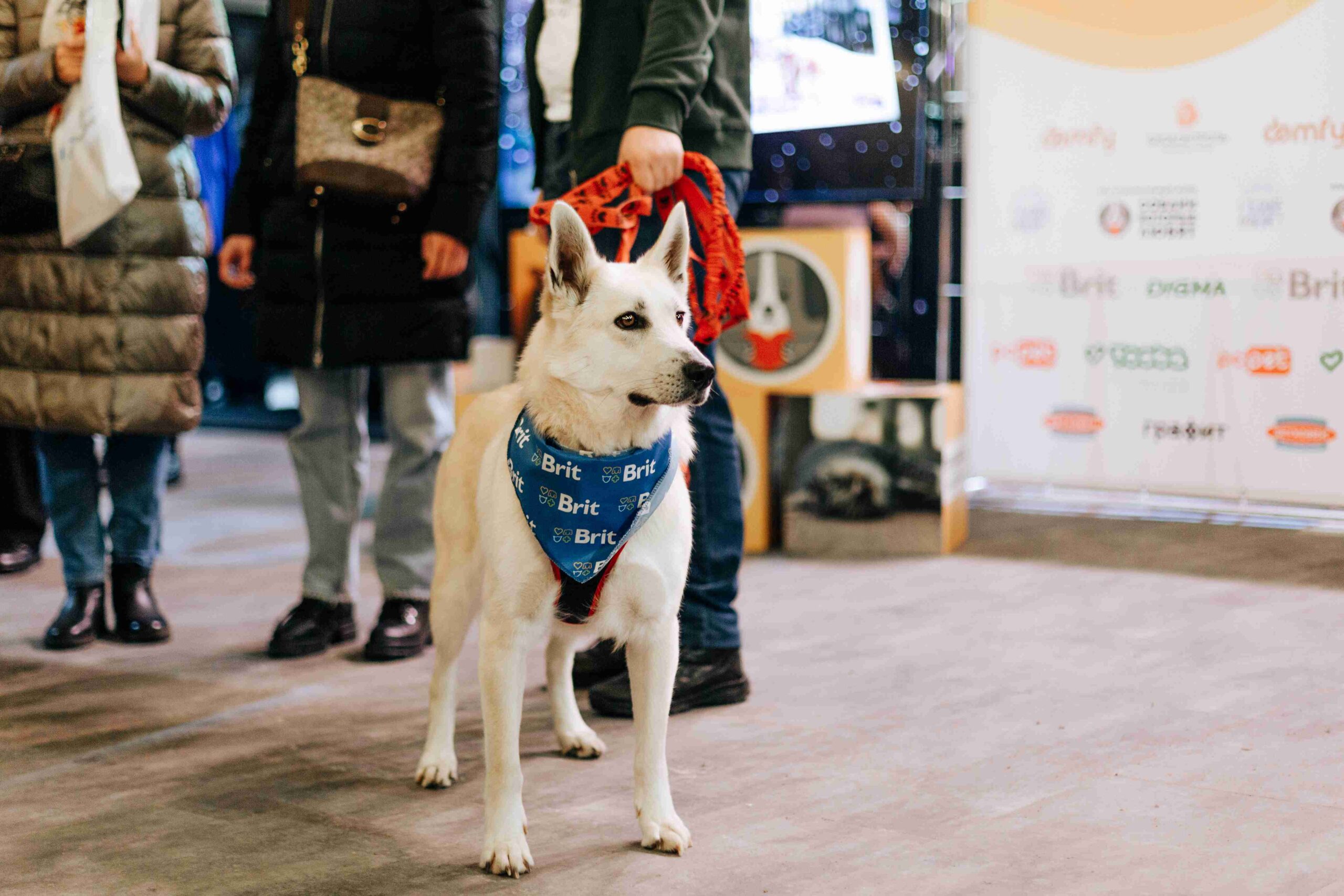 Фестиваль «Собаки, которые любят… и котики!» пройдет в Москве 10 ноября