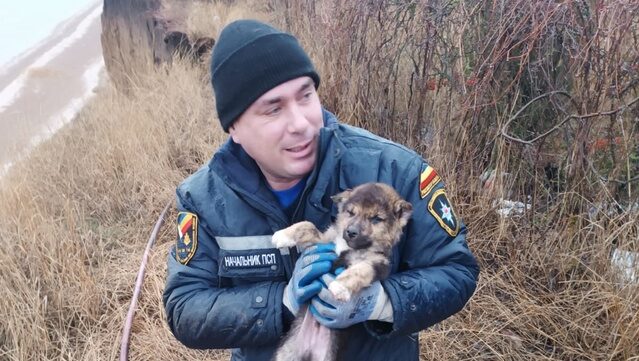 Спасли щенка из трёхметровой расщелины и приютили: МЧС