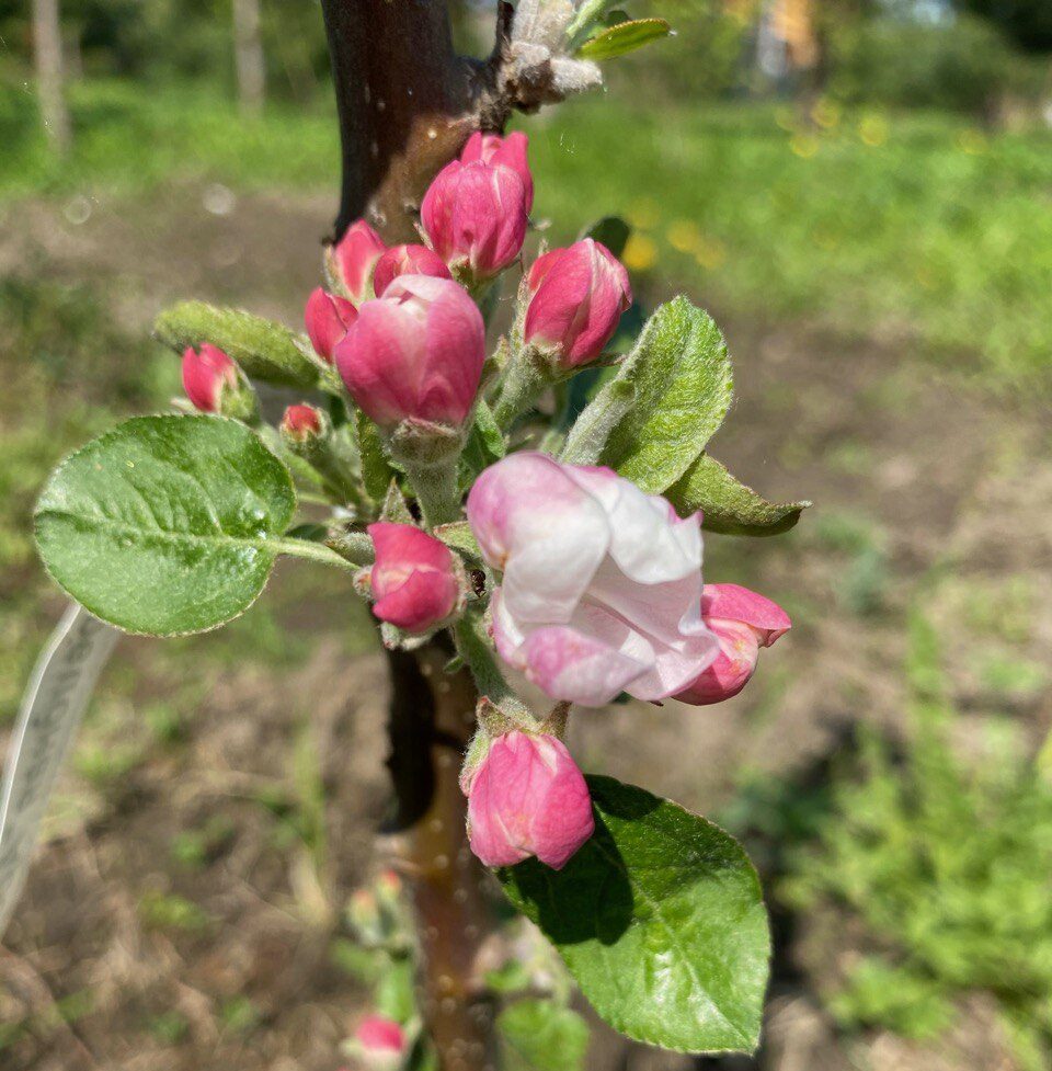 6 января — День яблони: символ жизни, плодородия и семейных традиций