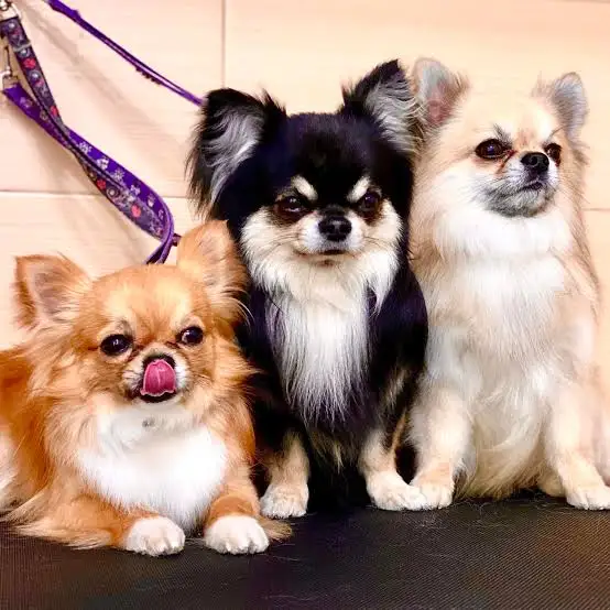 «Из Тавриды с любовью»: стартовал межрегиональный съезд добровольцев