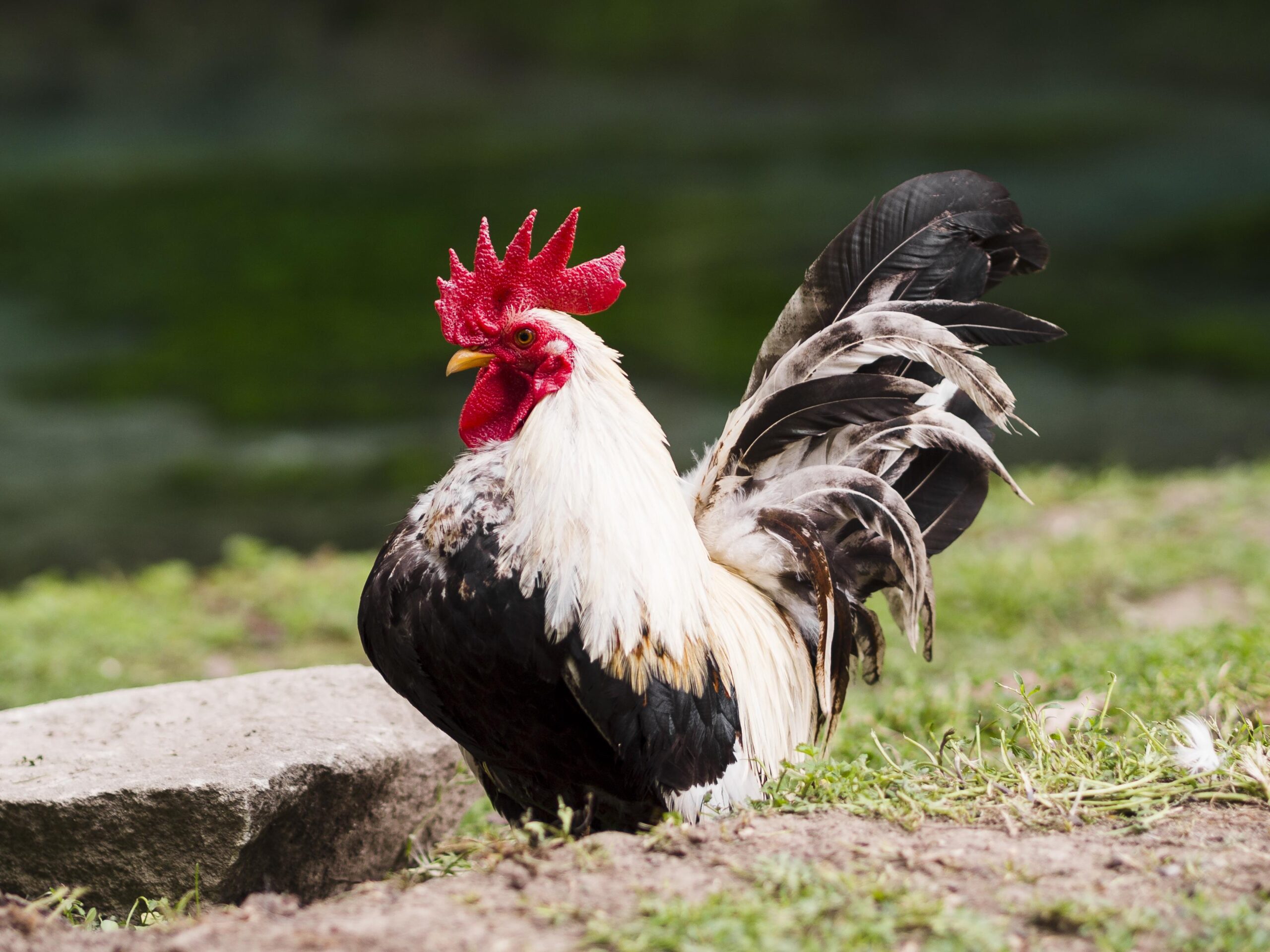 Сильвестров день: народные приметы на сегодня, 15 января
