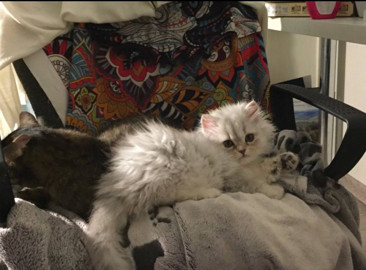 История спасения котят