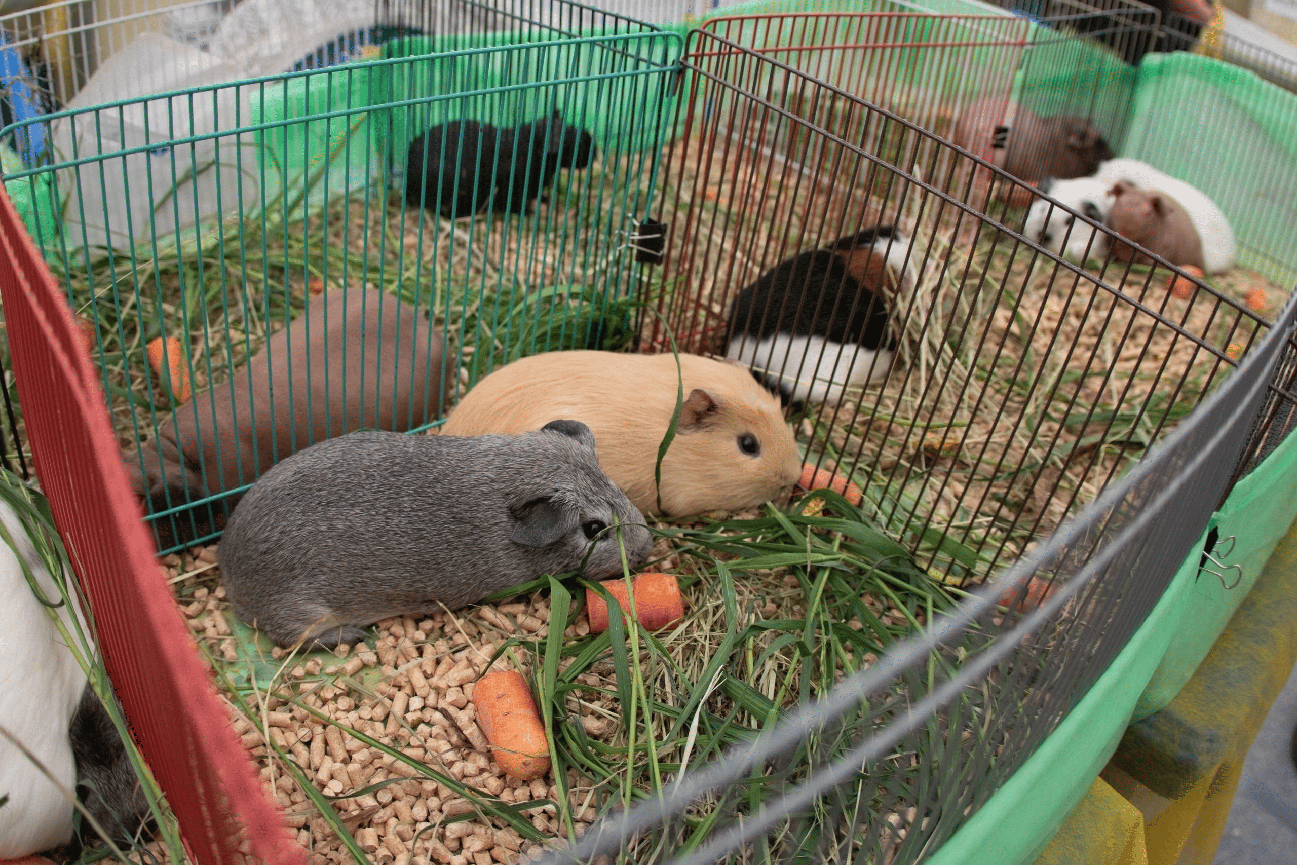 Зоофест 2025: праздник для любителей братьев наших меньших с выставкой-пристройством…