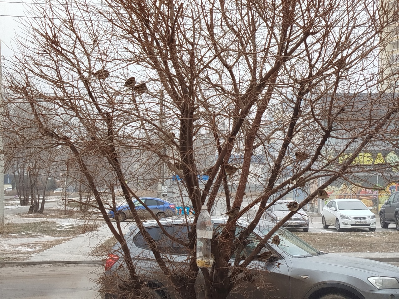 Волонтёры становятся помощниками орнитологов