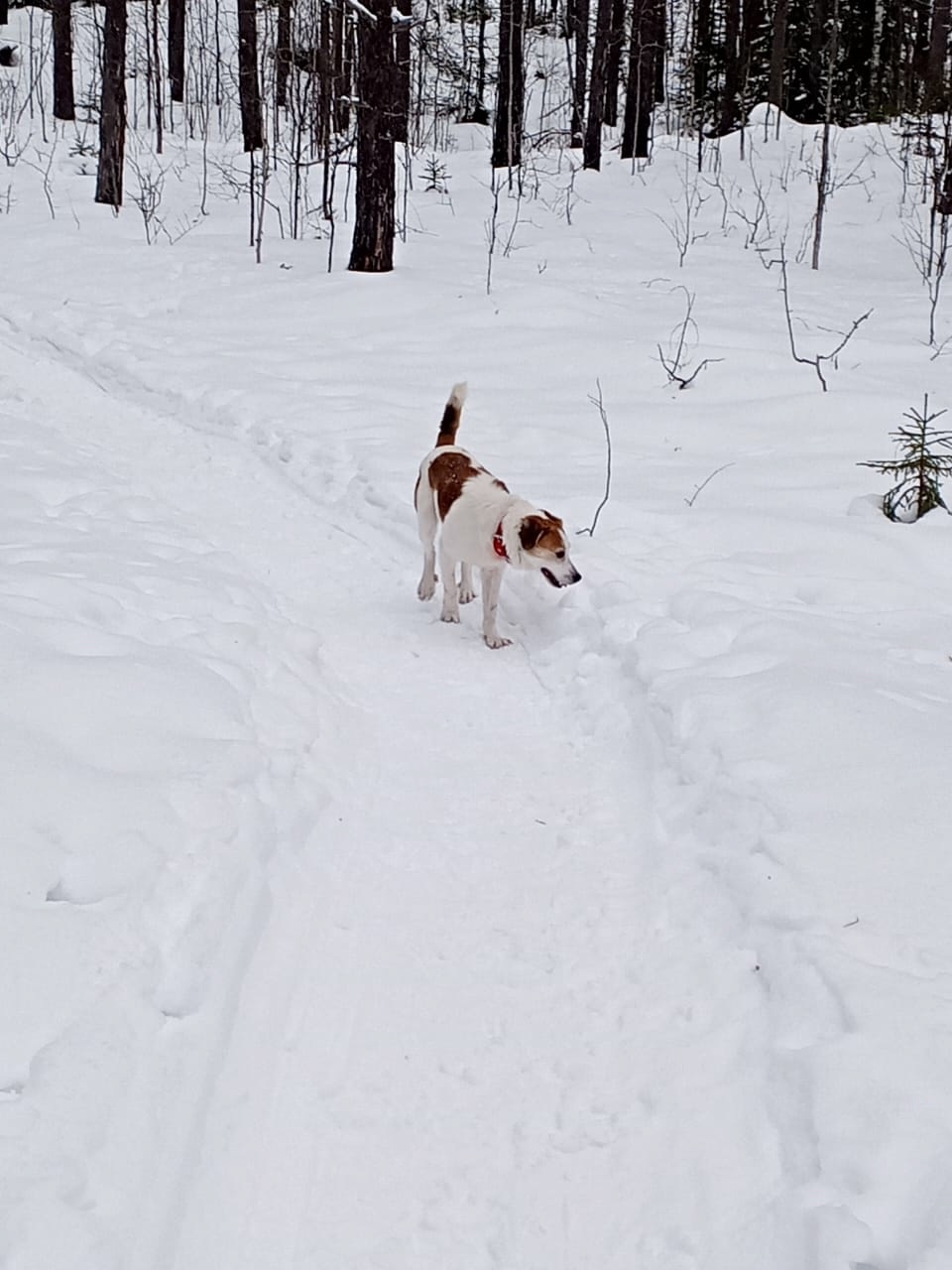 Веселый пес — Верный.