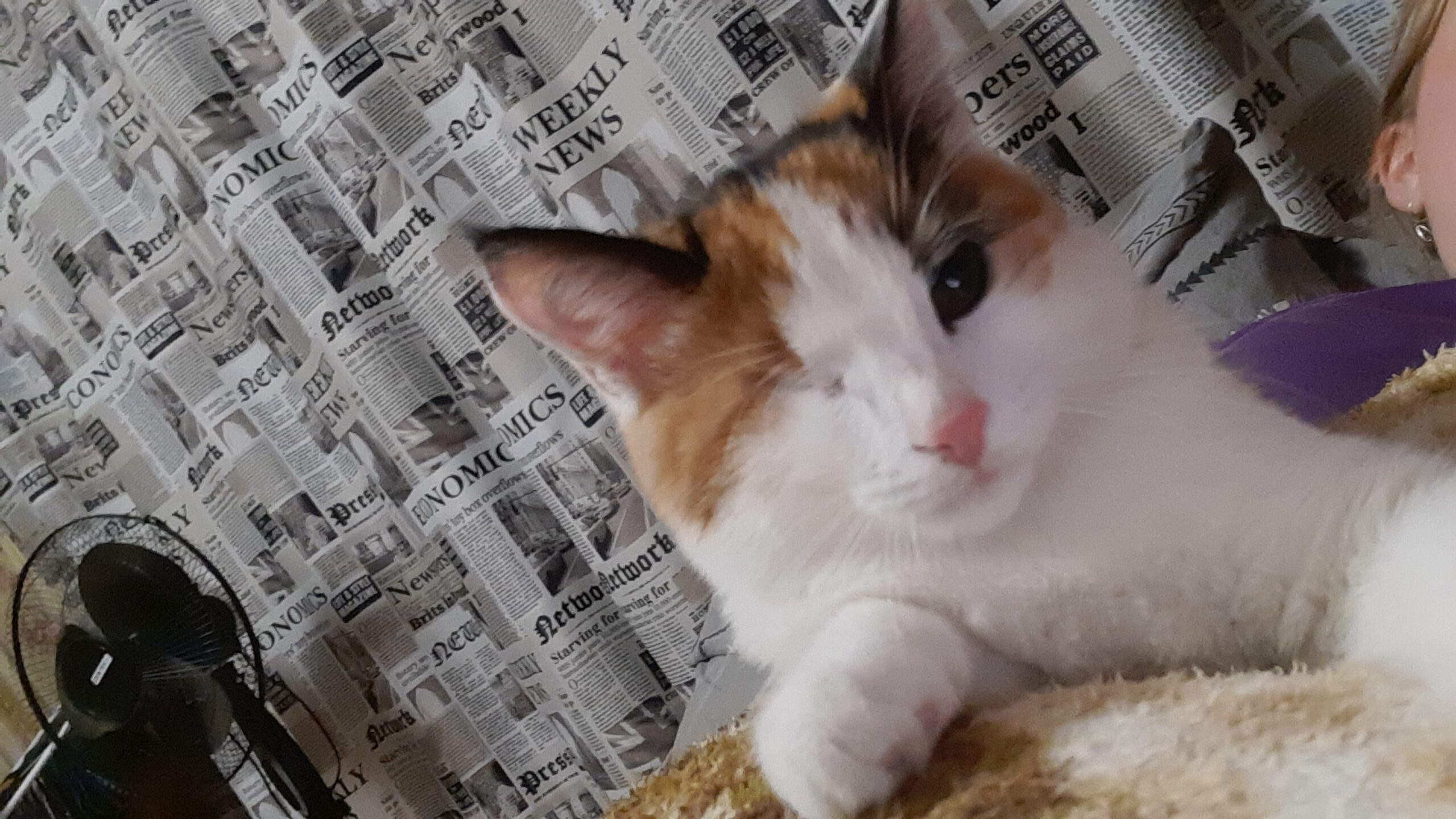 История спасения Калипсо