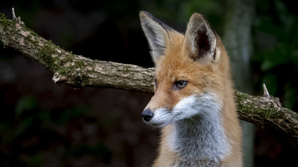 Мартын Лисогон: народные приметы на сегодня, 27 апреля