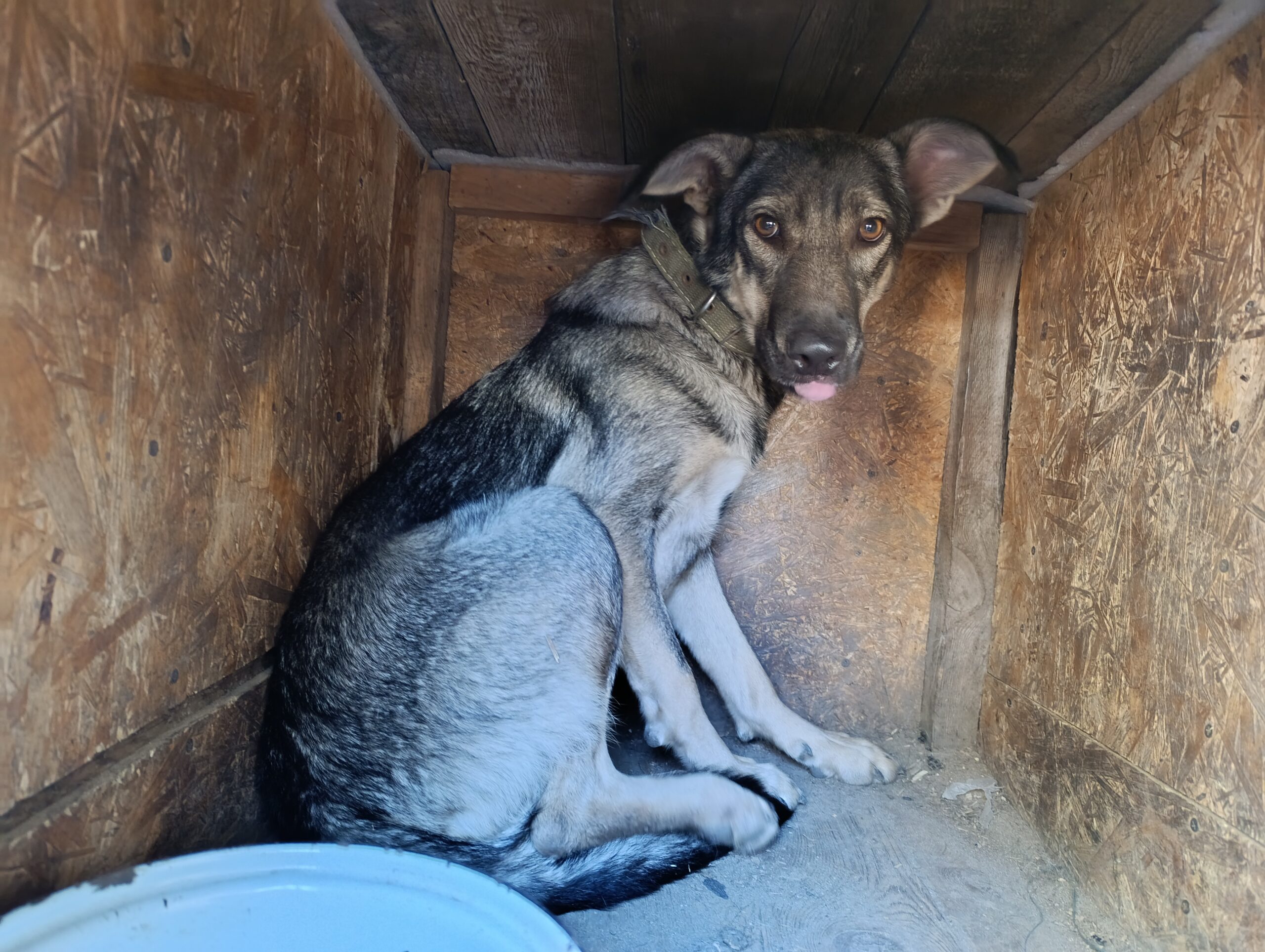 Муся ищет свою маму!