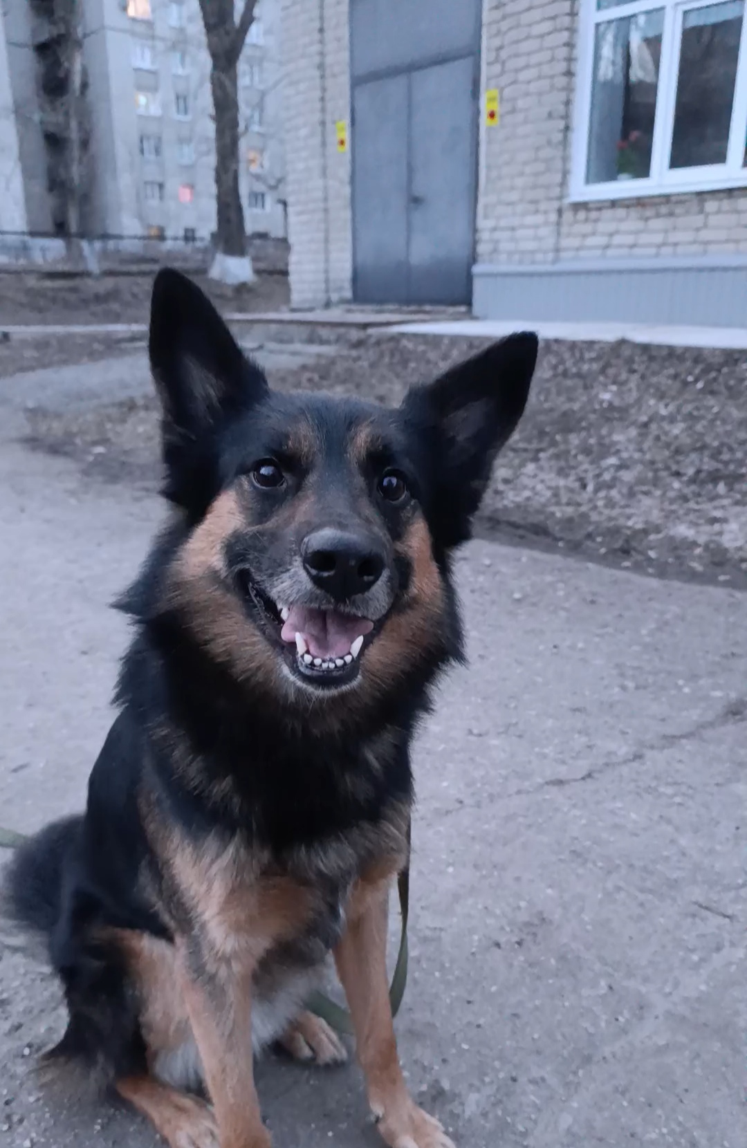 История о Дарио