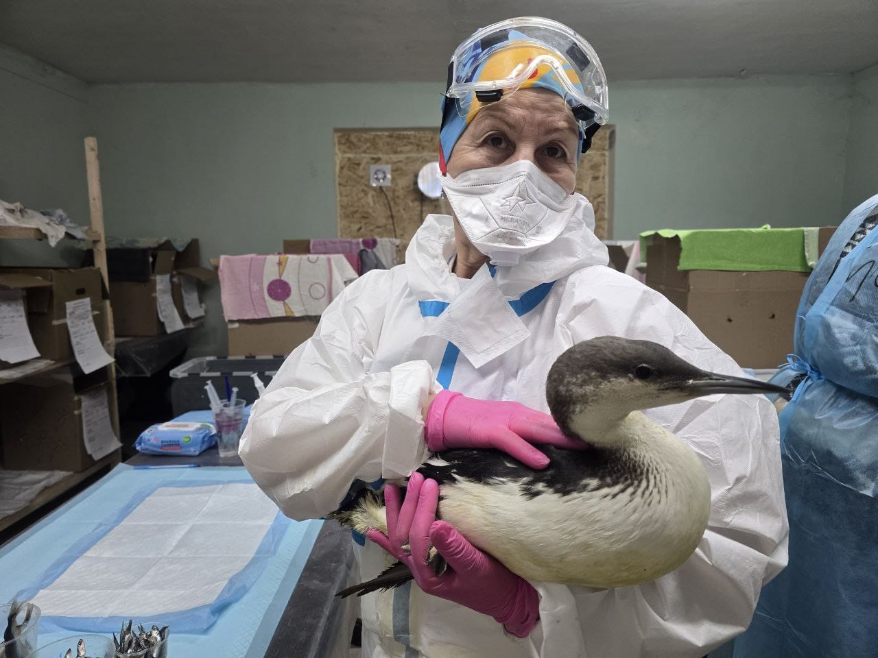 Спасаю птиц Чёрного моря!