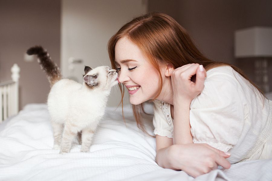 Как кошки выбирают, с кем спать из хозяев и что влияет на их решение?