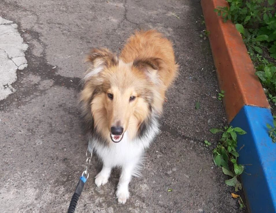 Животные спасают людей: семь историй про отвагу питомцев