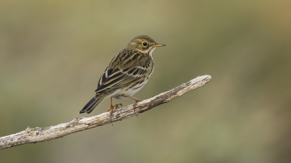 Соловьиный праздник: народные приметы на сегодня, 15 мая