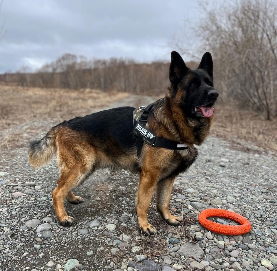 Животные спасают людей: семь историй про отвагу питомцев