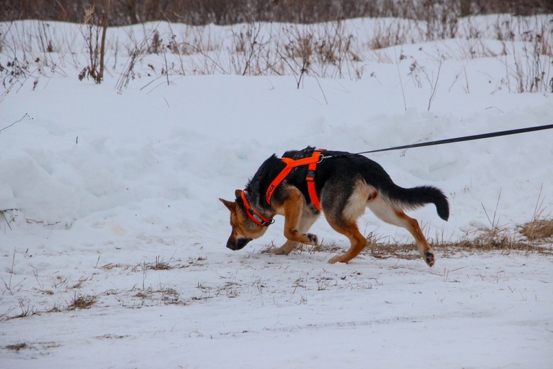 Применение следовых собак на ПСР