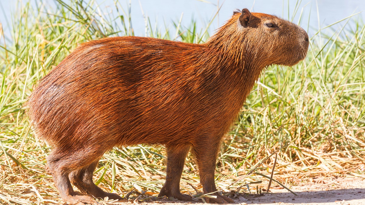 Кто такие капибары и почему они так популярны: топ-10 фактов