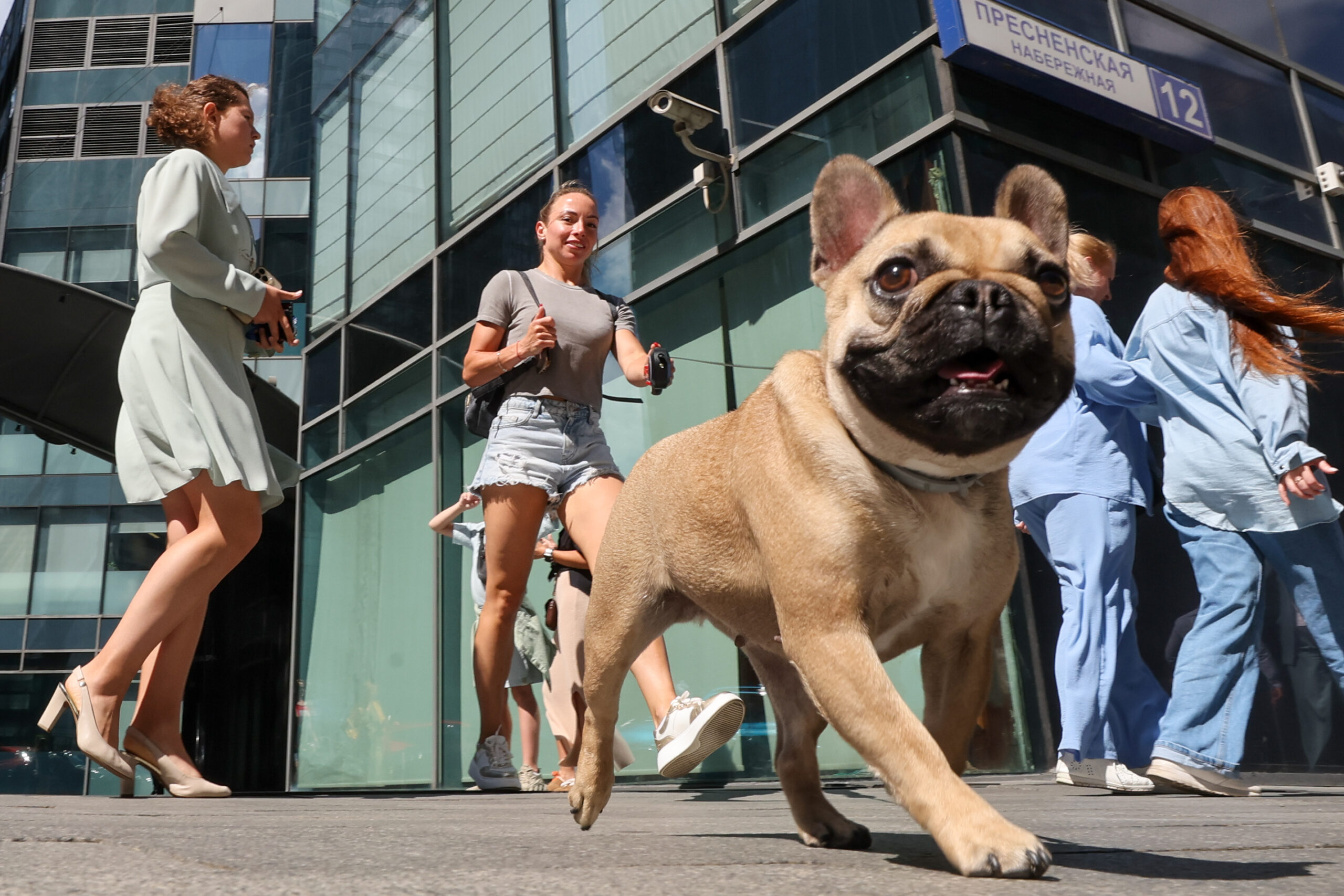 Как охладить собаку?