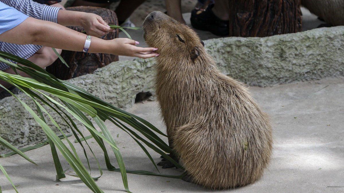 Кто такие капибары и почему они так популярны: топ-10 фактов