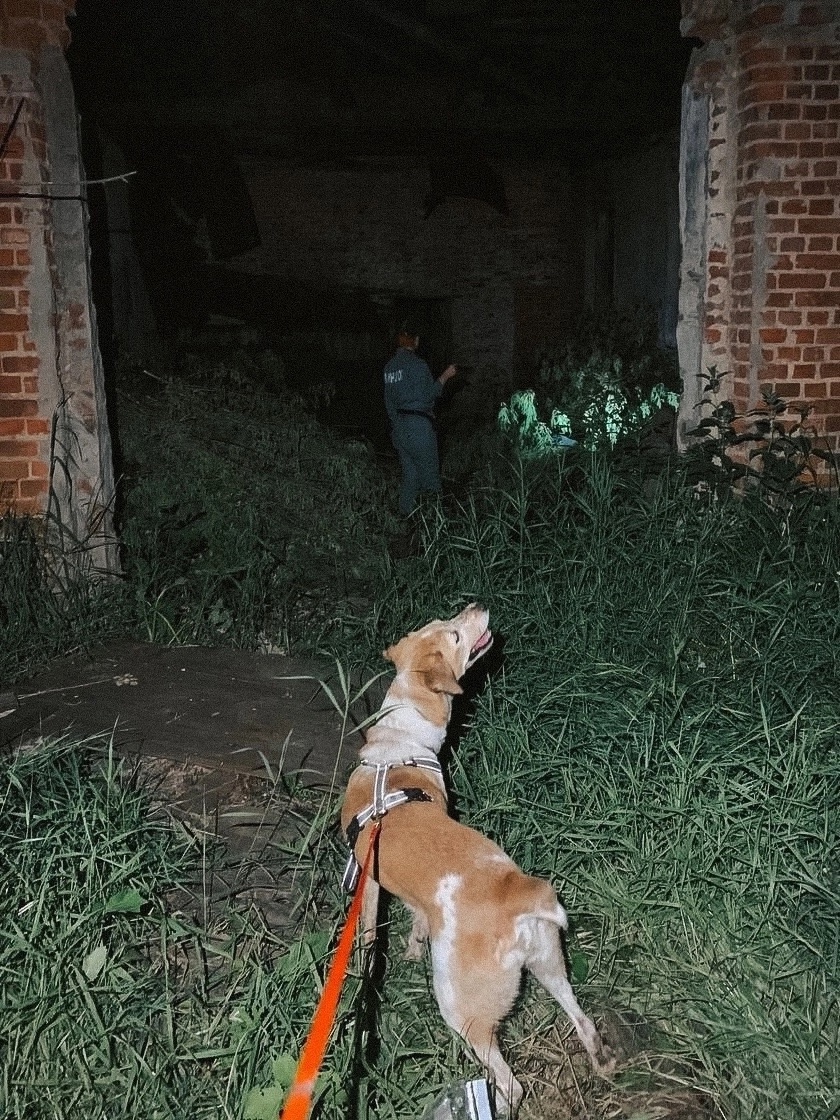 Почему мы не ищем пропавших питомцев?