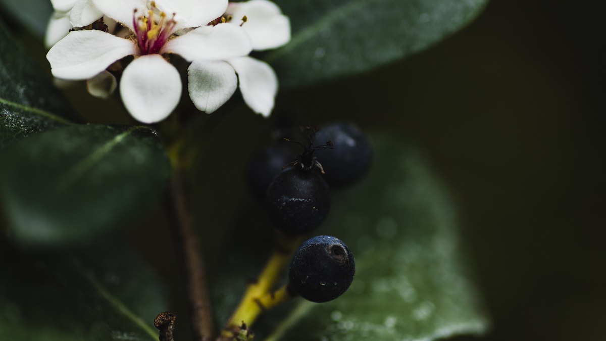 Чай своими руками: какие травы собирать и заваривать летом