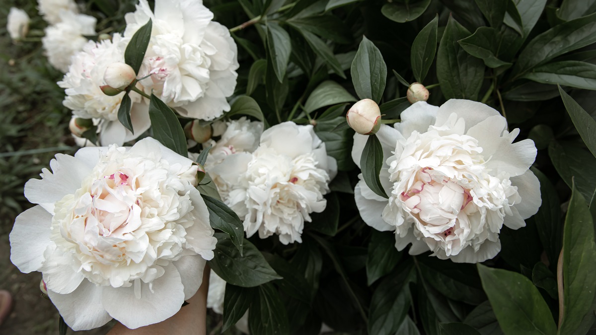 Популярные цветы в 2025 году: как за ними ухаживать и с чем сочетать, топ-5 идей