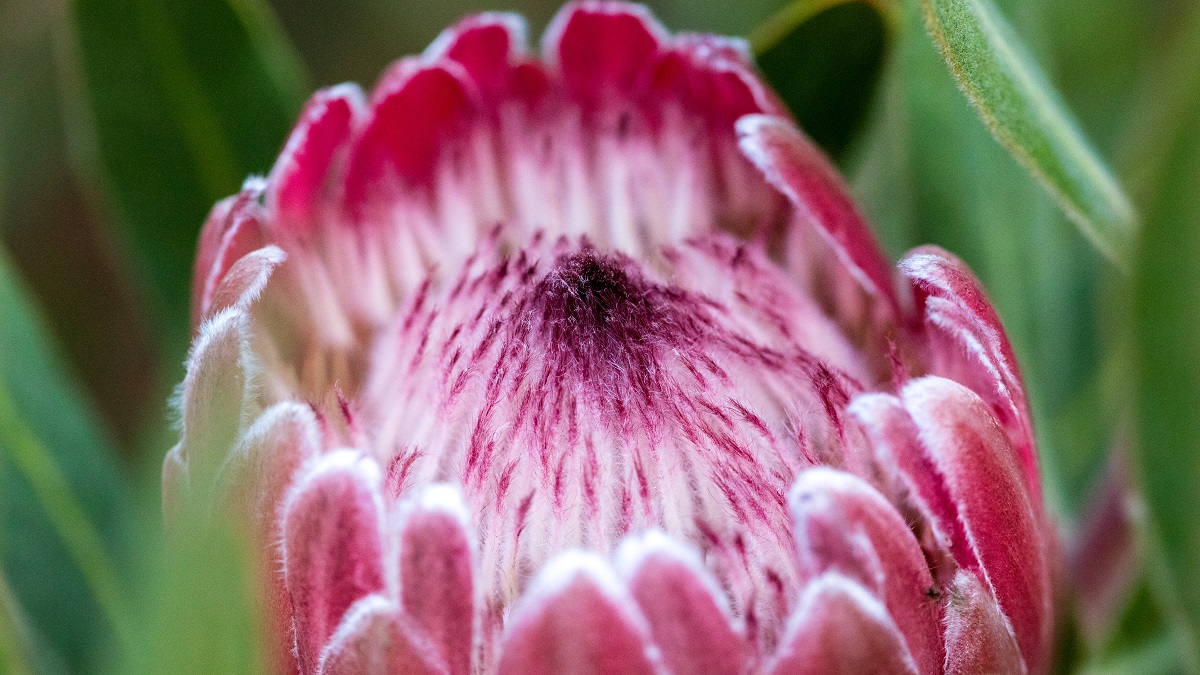 Популярные цветы: какие подарить и как за ними ухаживать