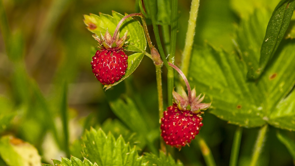 Чай своими руками: какие травы собирать и заваривать летом
