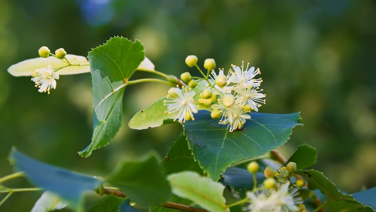 Чай своими руками: какие травы собирать и заваривать летом