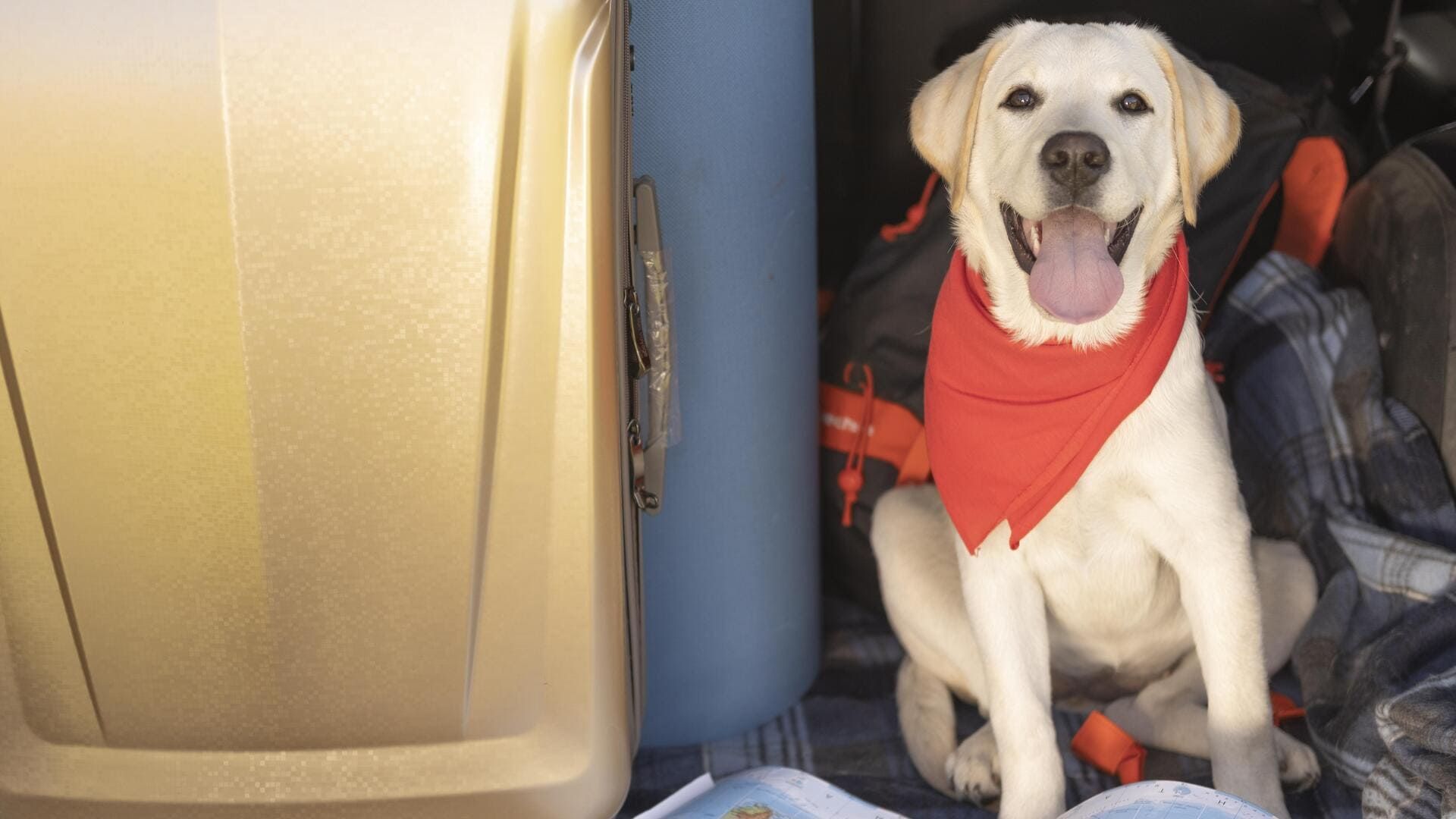 Правила перевозки животных в поездах: всё, что нужно знать пассажирам