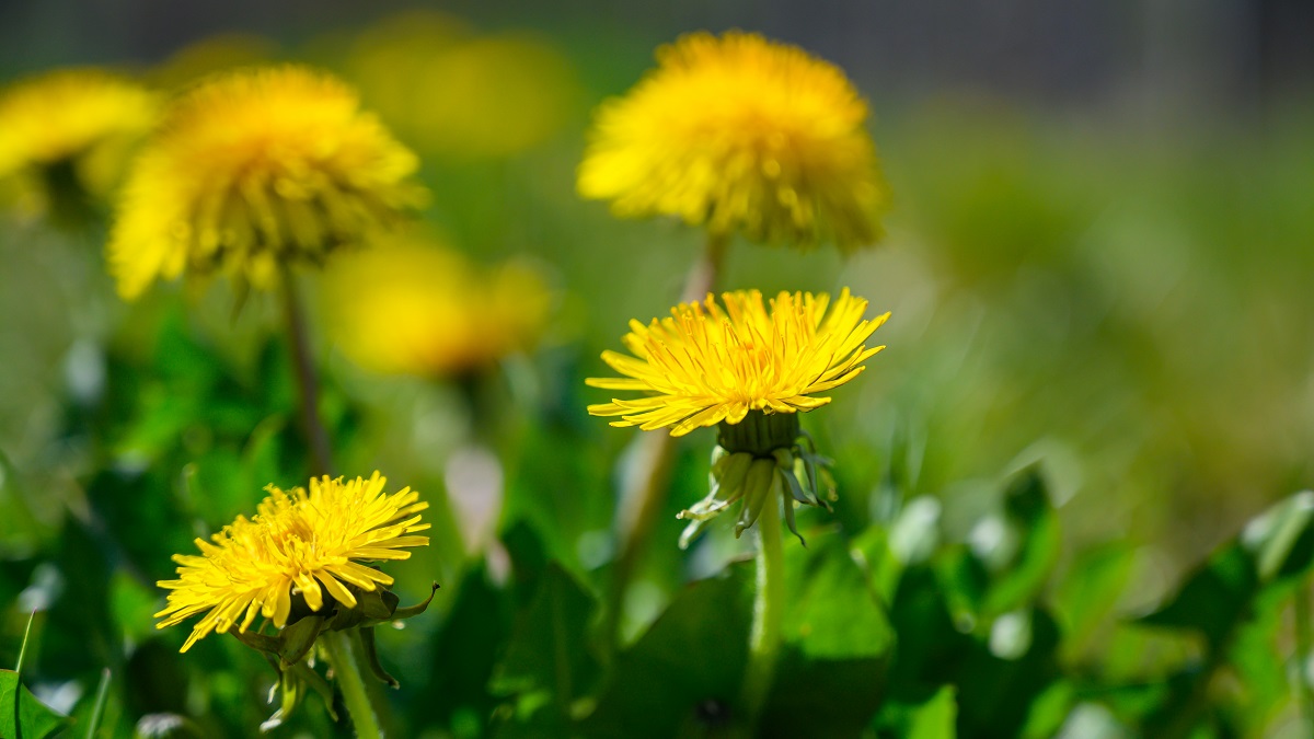 Чай своими руками: какие травы собирать и заваривать летом