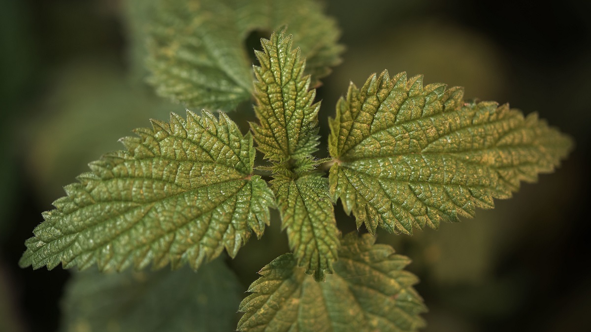 Чай своими руками: какие травы собирать и заваривать летом