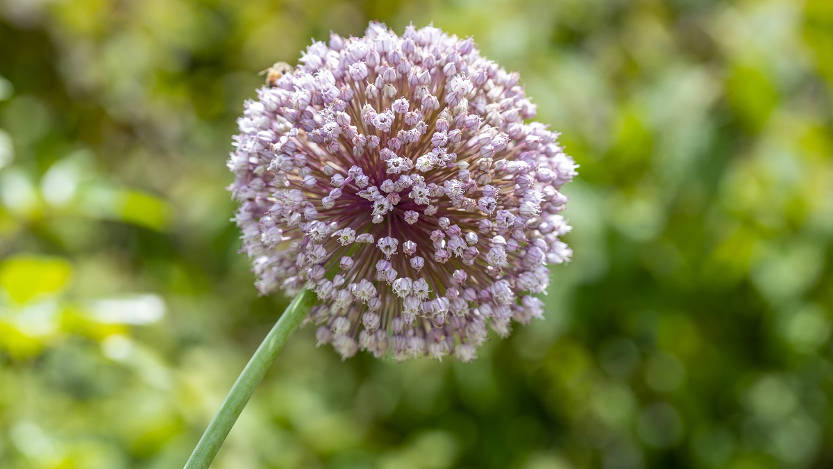 Популярные цветы: какие подарить и как за ними ухаживать