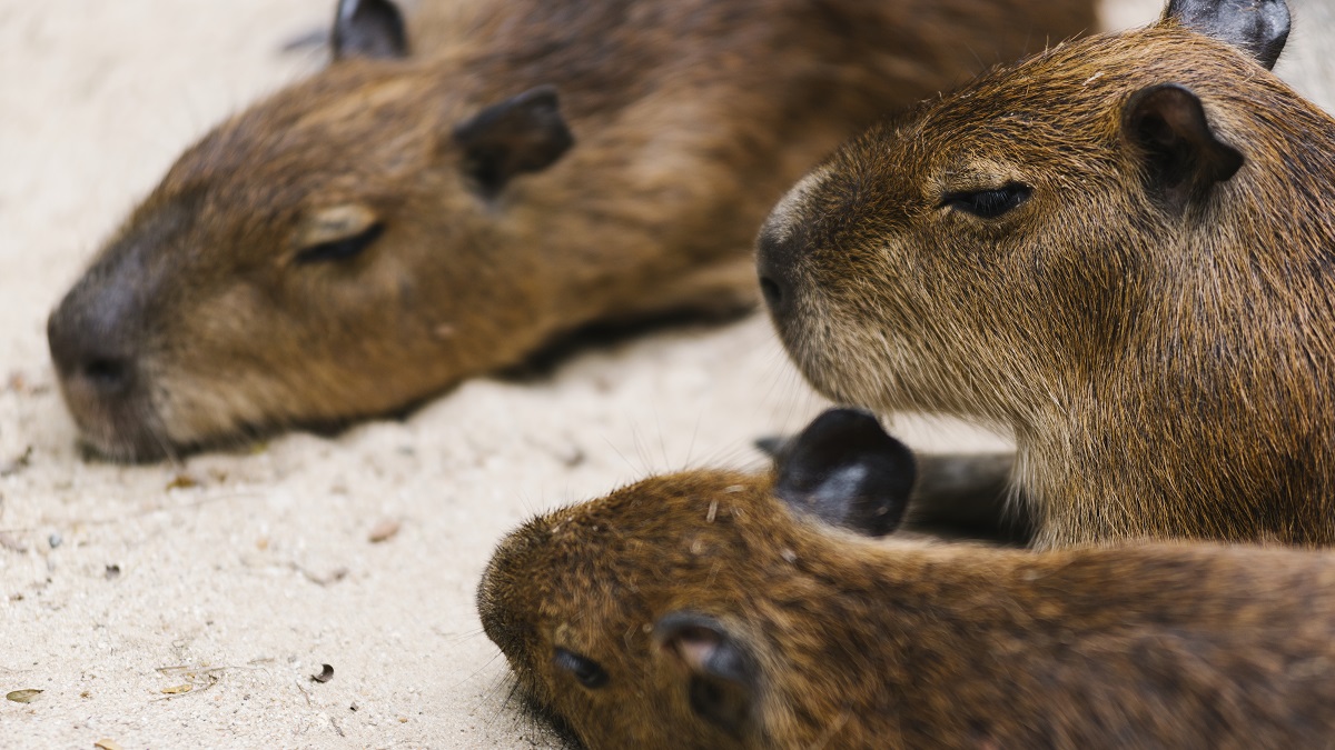 Кто такие капибары и почему они так популярны: топ-10 фактов