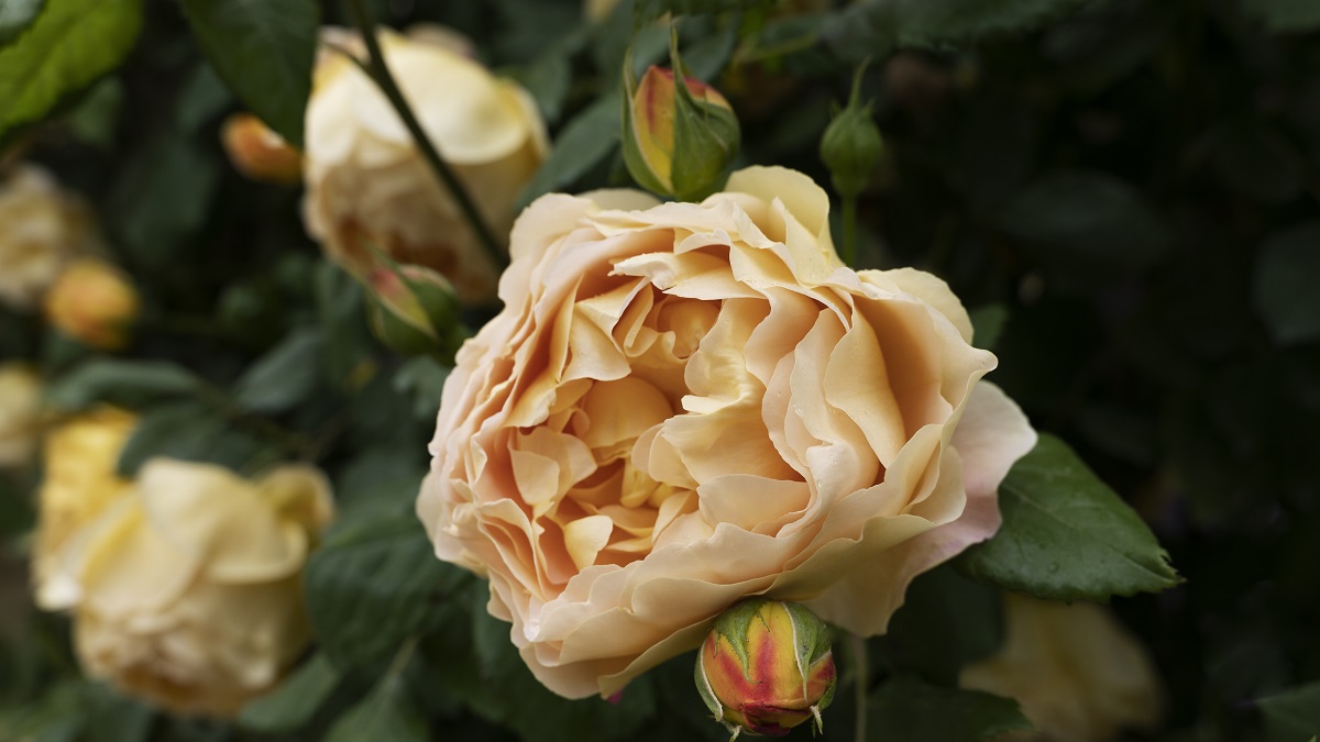 Популярные цветы: какие подарить и как за ними ухаживать