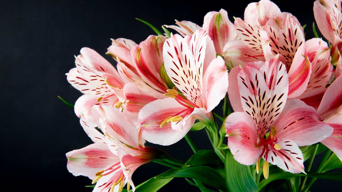 Популярные цветы: какие подарить и как за ними ухаживать