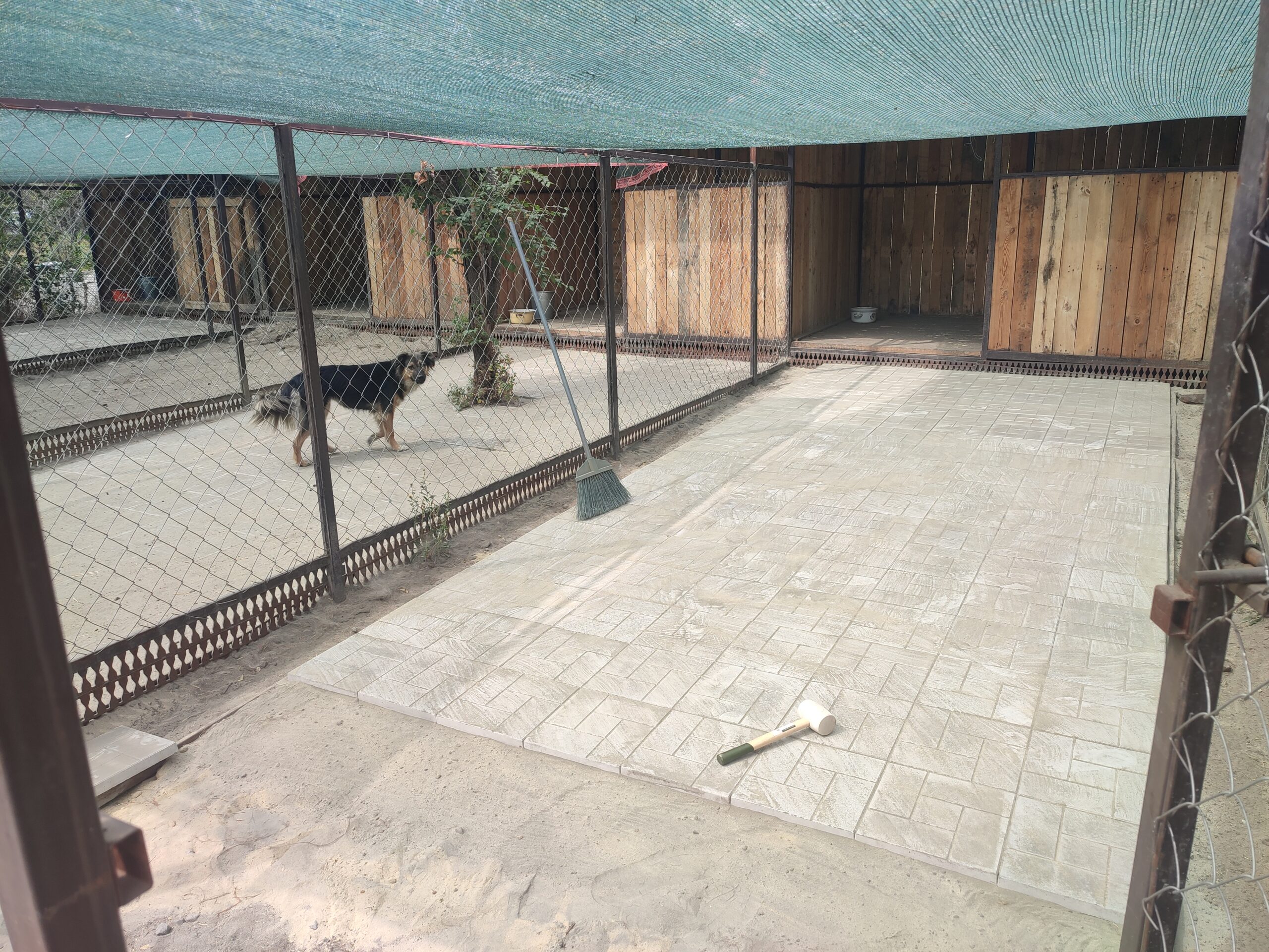 Помощь приюту для животных