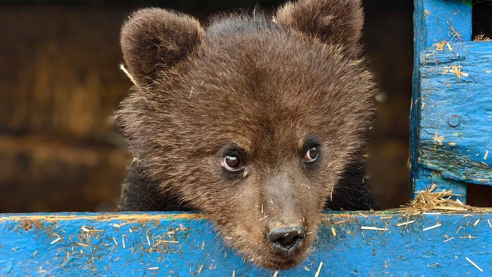«Зачем в лес? Она же к первому охотнику выйдет!» милое видео с медведицей Катюшей вызвало споры…