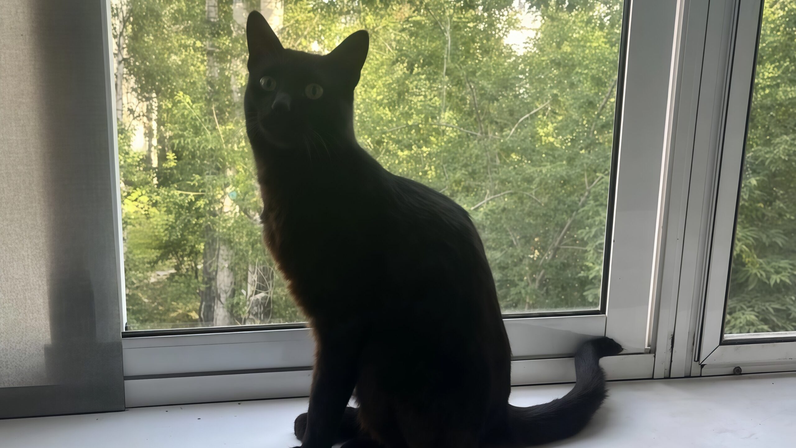 «Ходит за мной хвостом»: работник аэропорта приютил кота, которого бросили хозяева