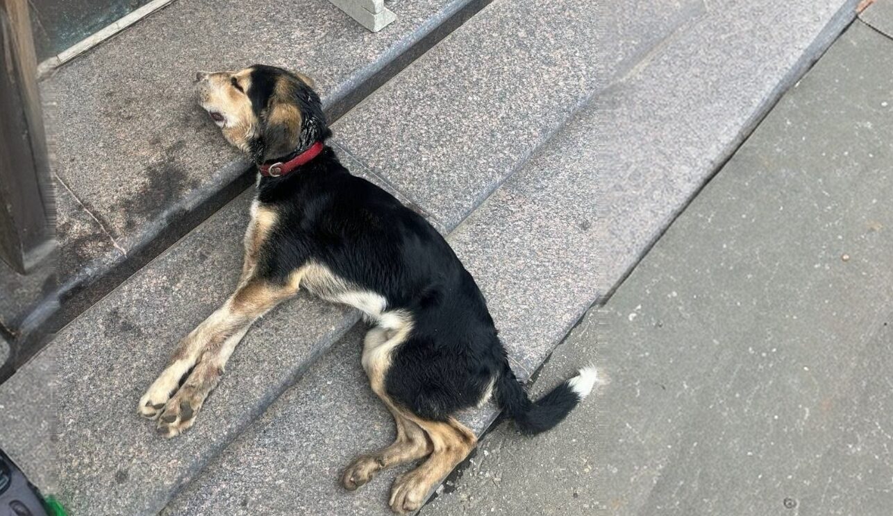 «Щенок, которого пытали, рад людям»: волонтёры спасают собаку, истерзанную живодёрами