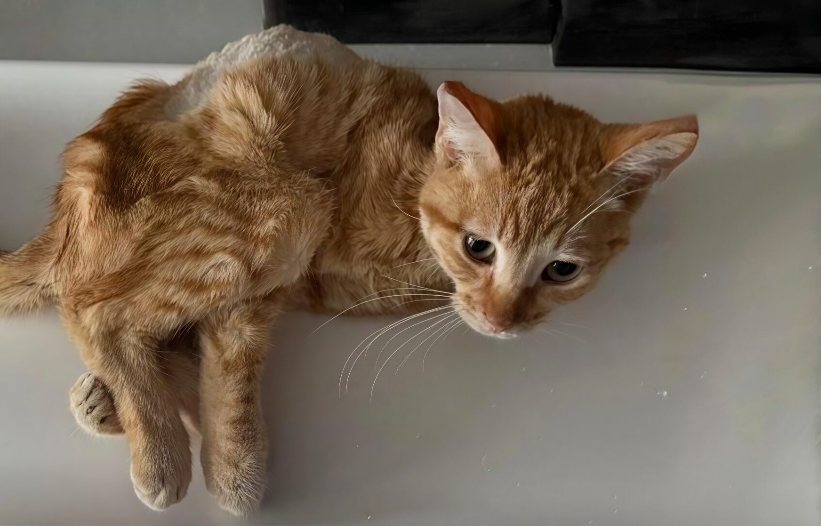 В Москве спасли кота, умирающего от истощения и болезни