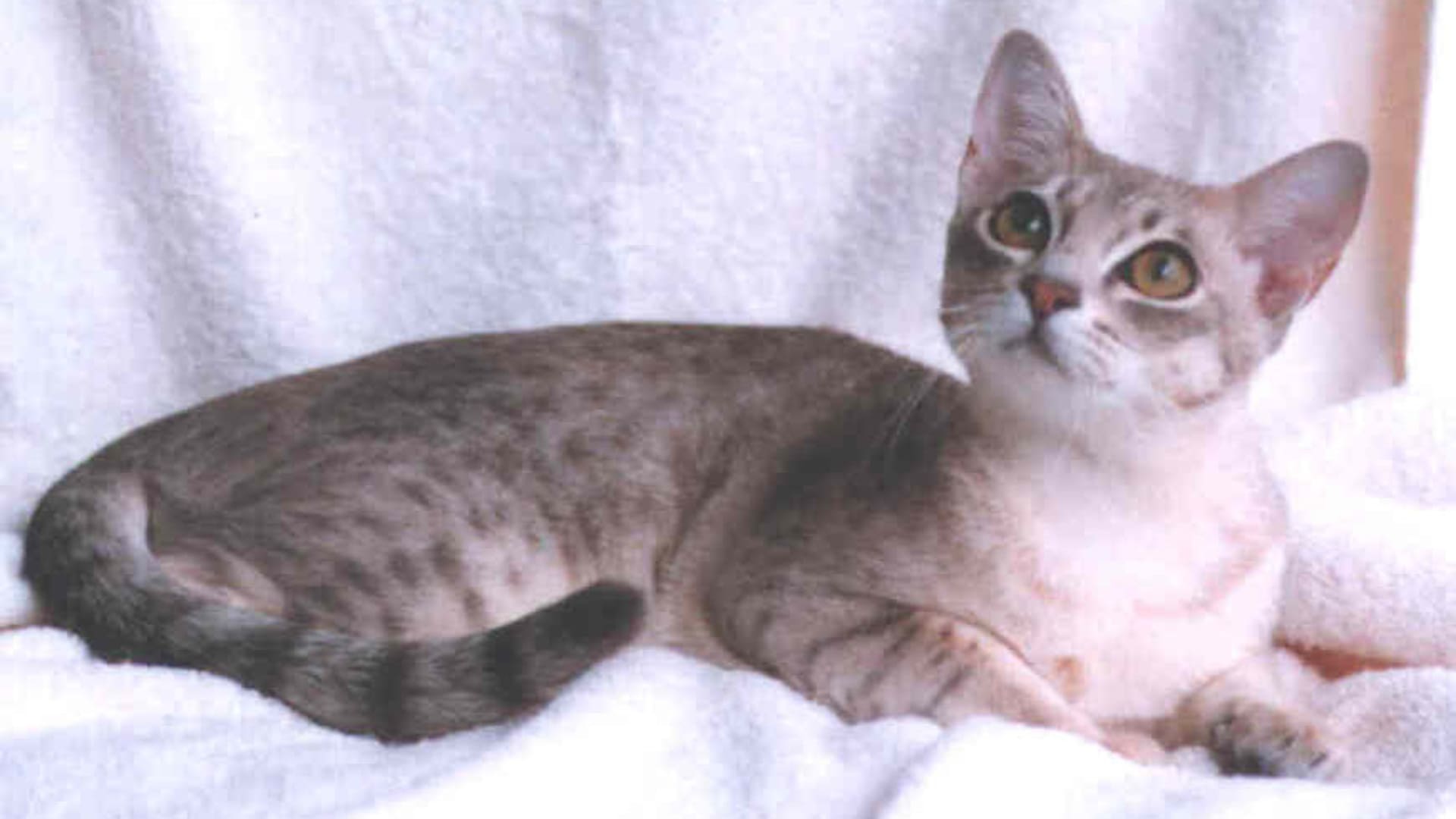 Сфинкс из Санкт-Петербурга и порода с разным цветом глаз: 10 самых редких кошек