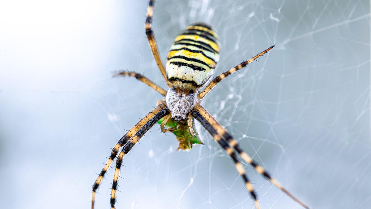 Ядовитые пауки-осы терроризируют россиян – 20 регионов под угрозой. Почему они опасны?